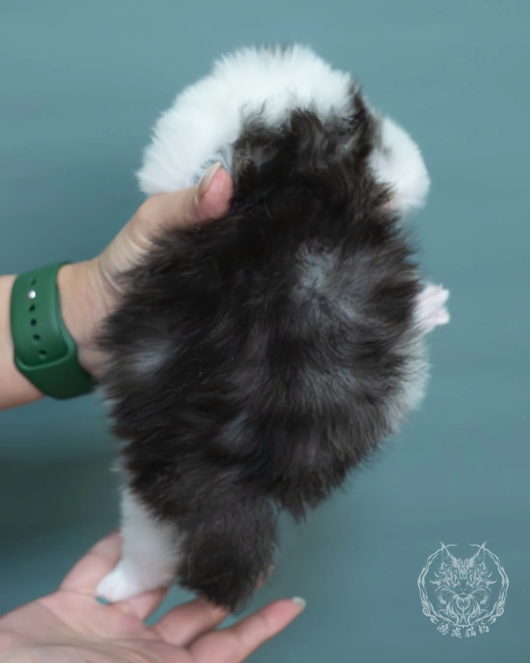 黑白雙色緬因貓 5