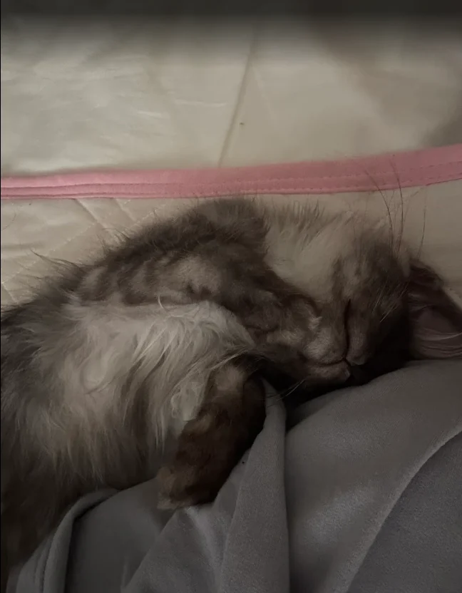 黑煙燻緬因貓