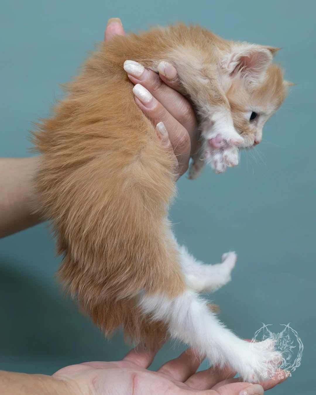 奶油緬因貓 9