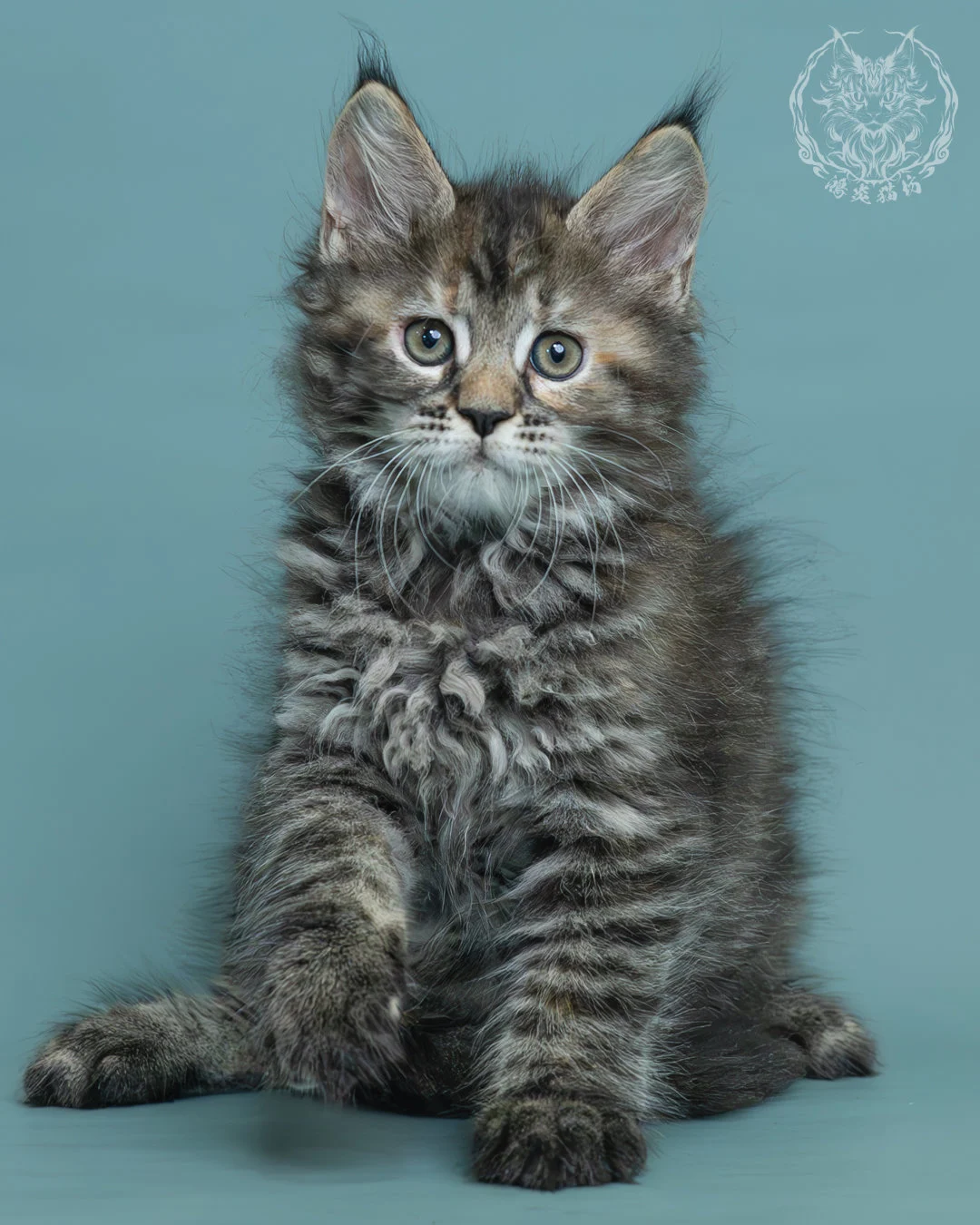 棕虎斑玳帽緬因貓 6