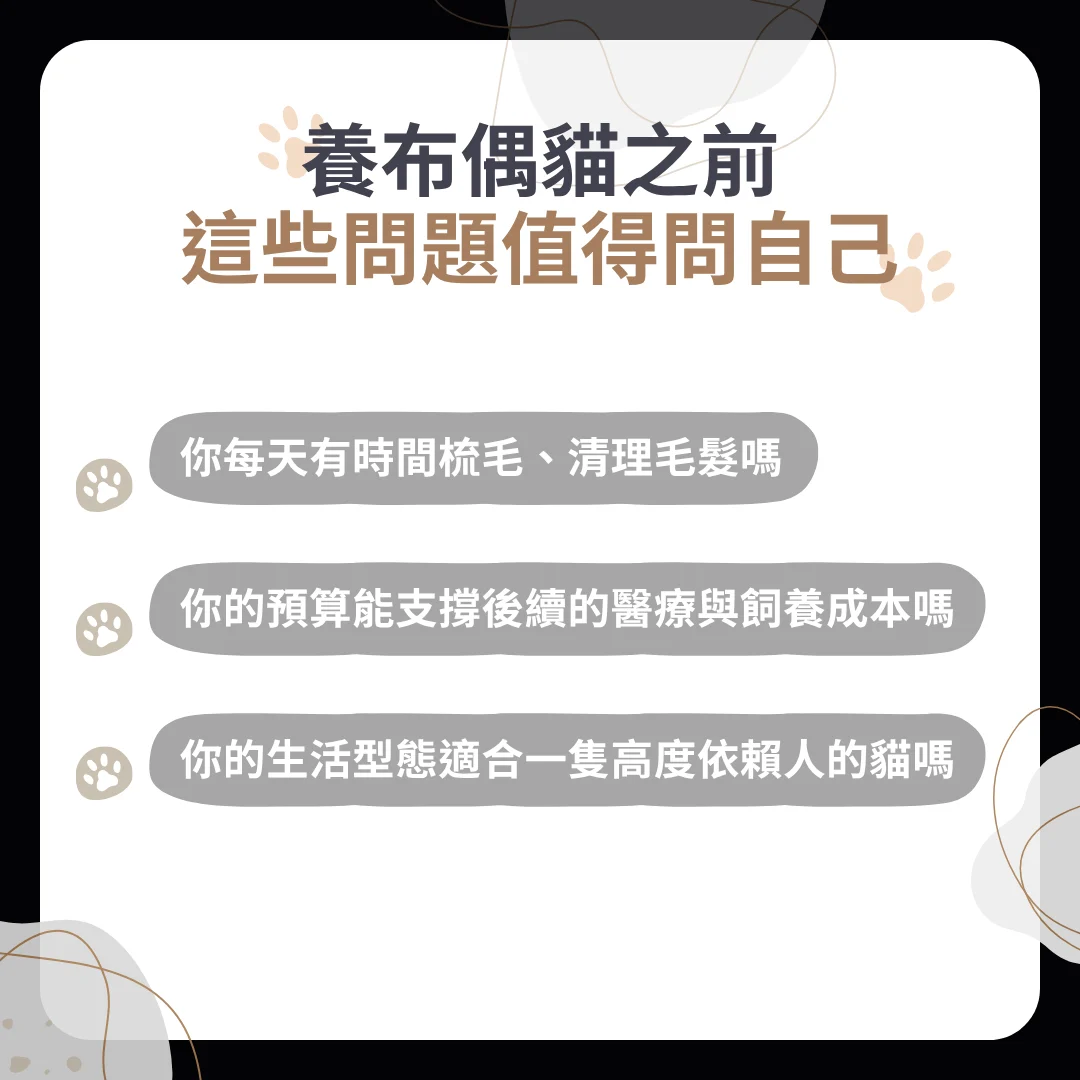 養布偶貓的考量