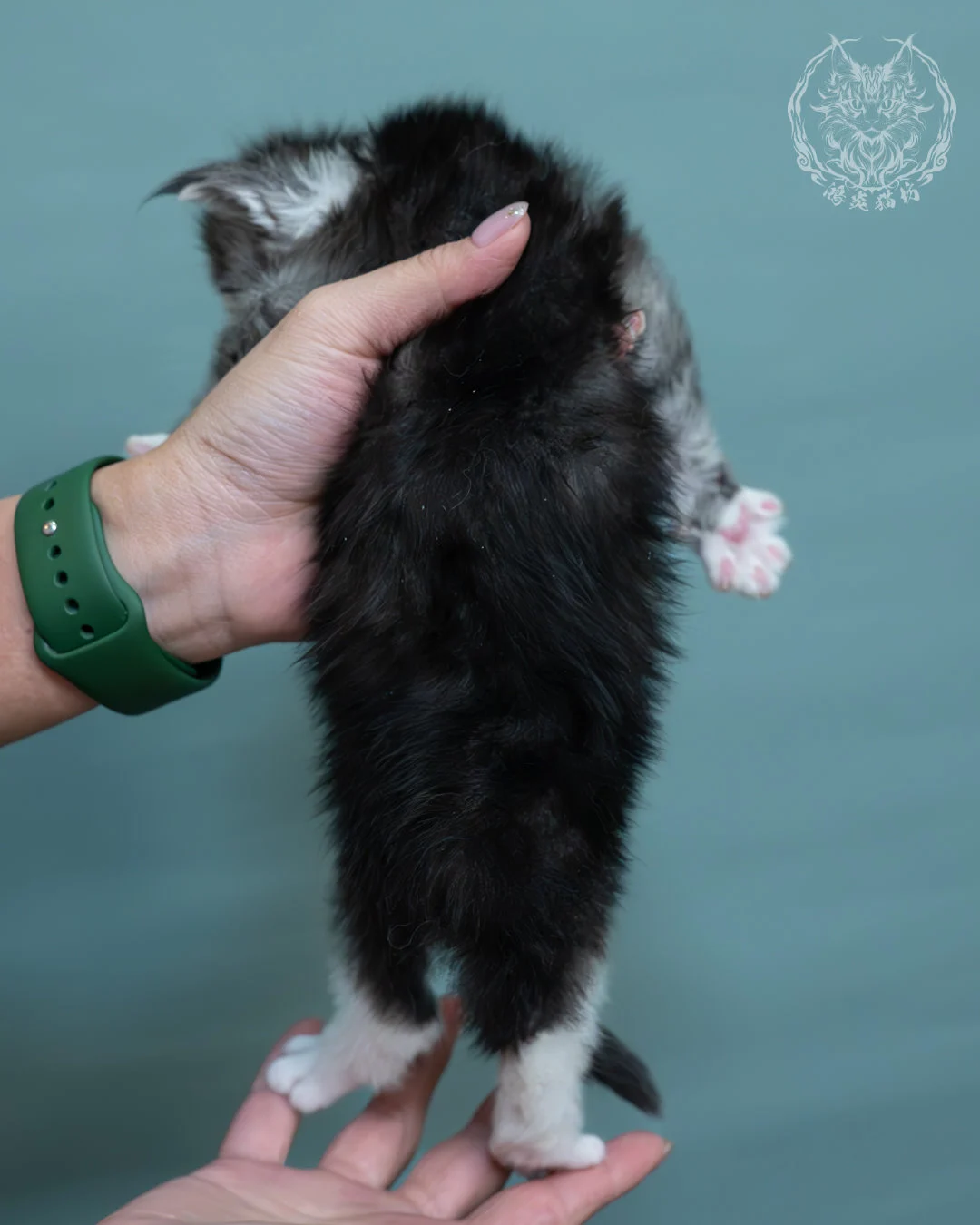 黑銀虎斑緬因貓 3