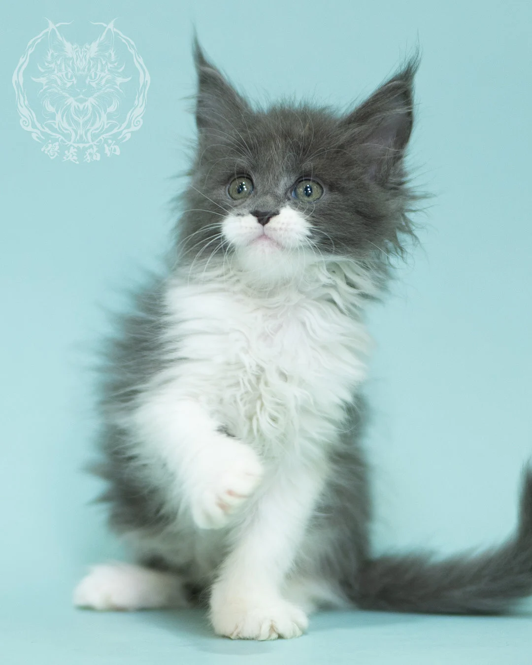Blue White Bicolor Maine Coon 2months Sidepose 9