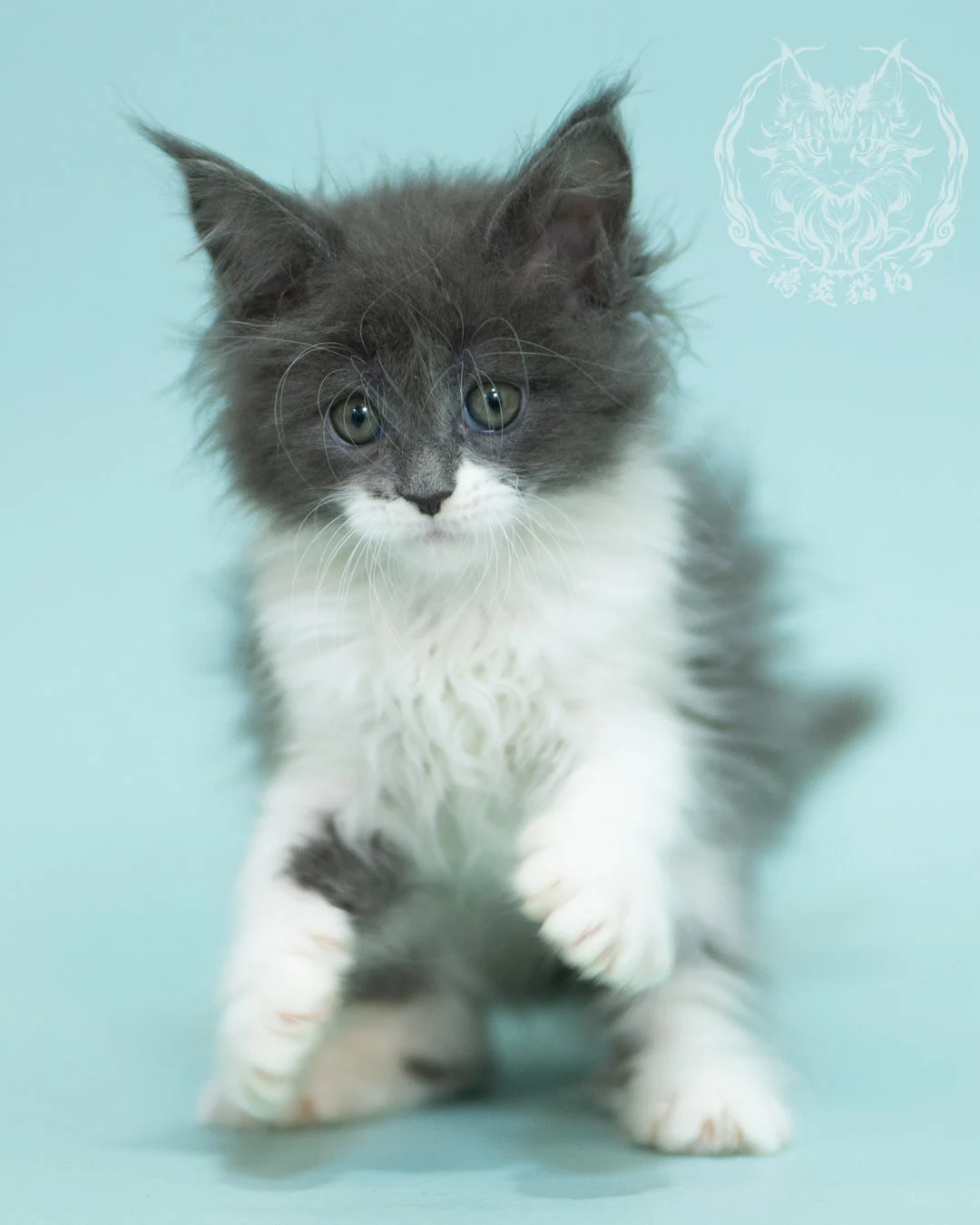 Blue White Bicolor Maine Coon 2months Sidepose 4