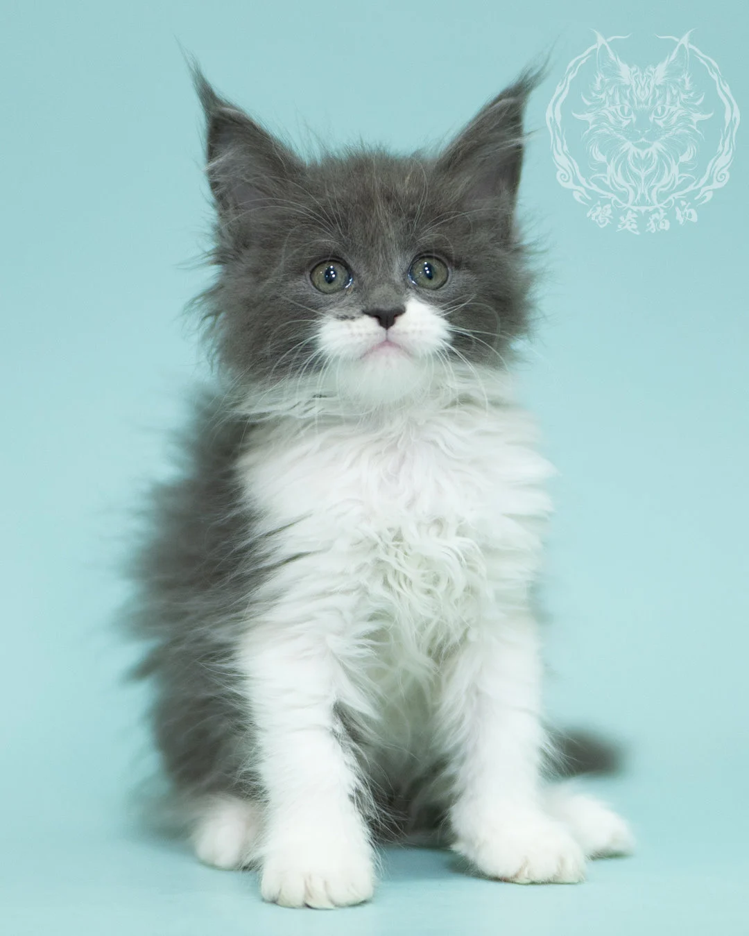 Blue White Bicolor Maine Coon 2months Sidepose 6