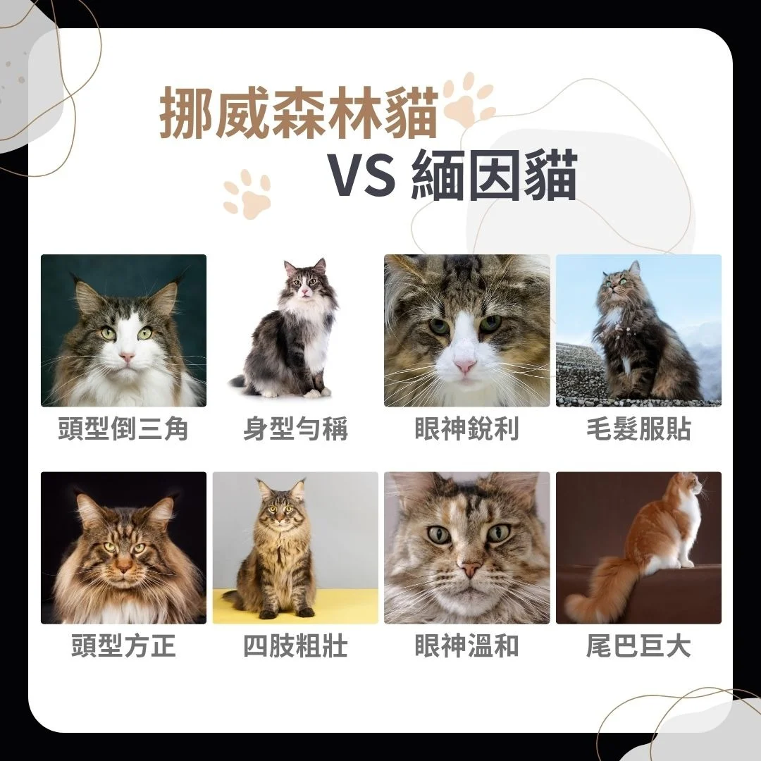 挪威森林貓vs緬因貓