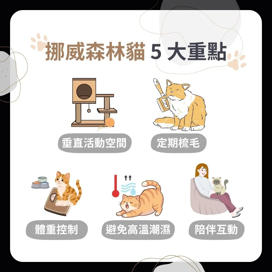 飼養挪威森林貓