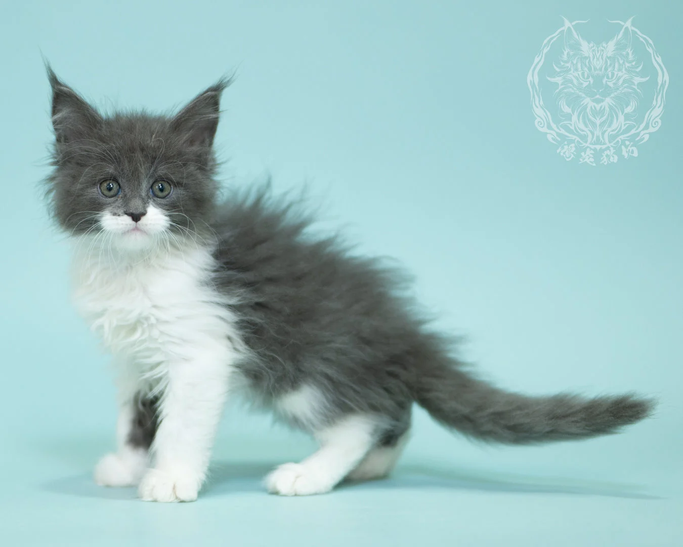 Blue White Bicolor Maine Coon 2months Sidepose 15