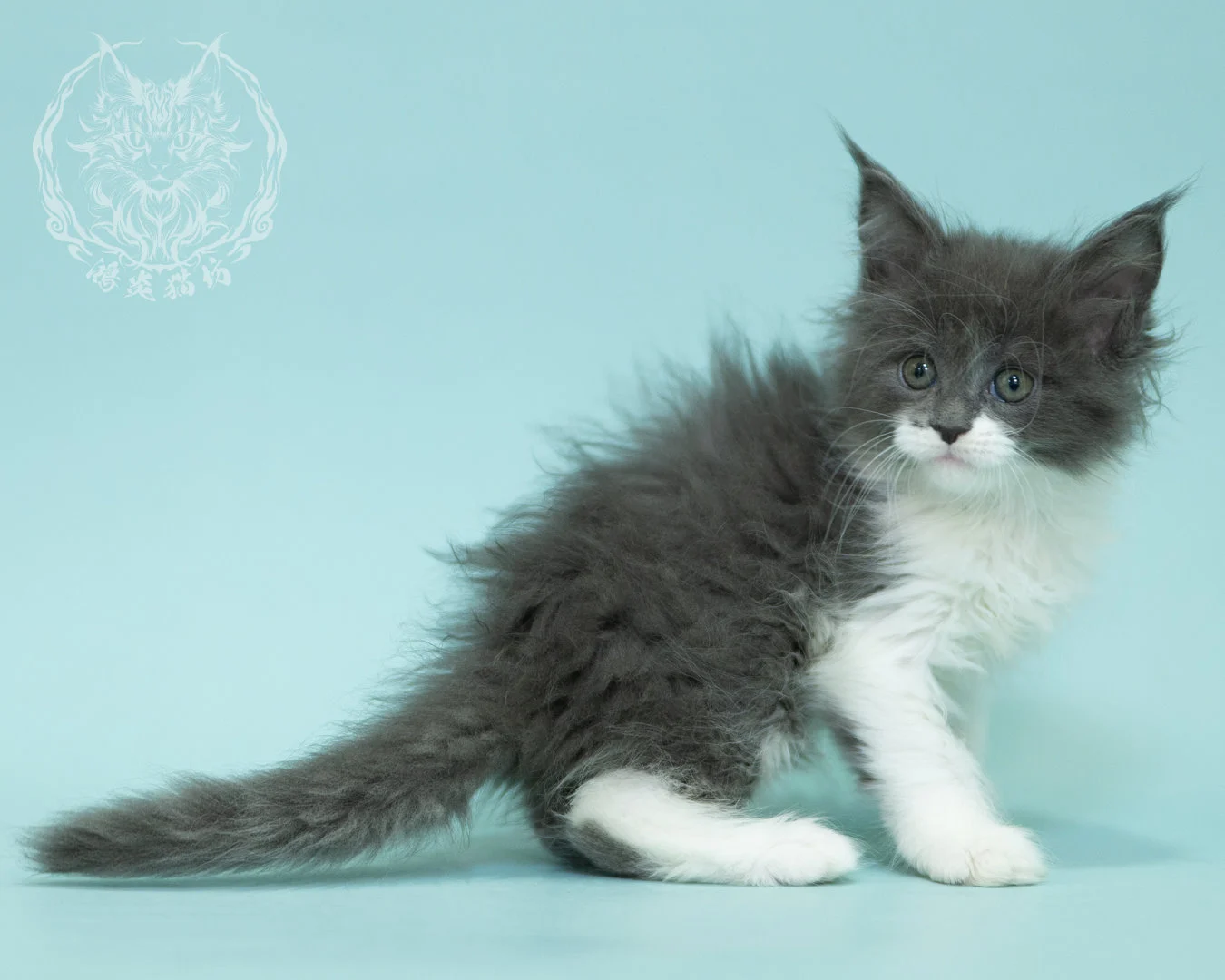 Blue White Bicolor Maine Coon 2months Sidepose 13