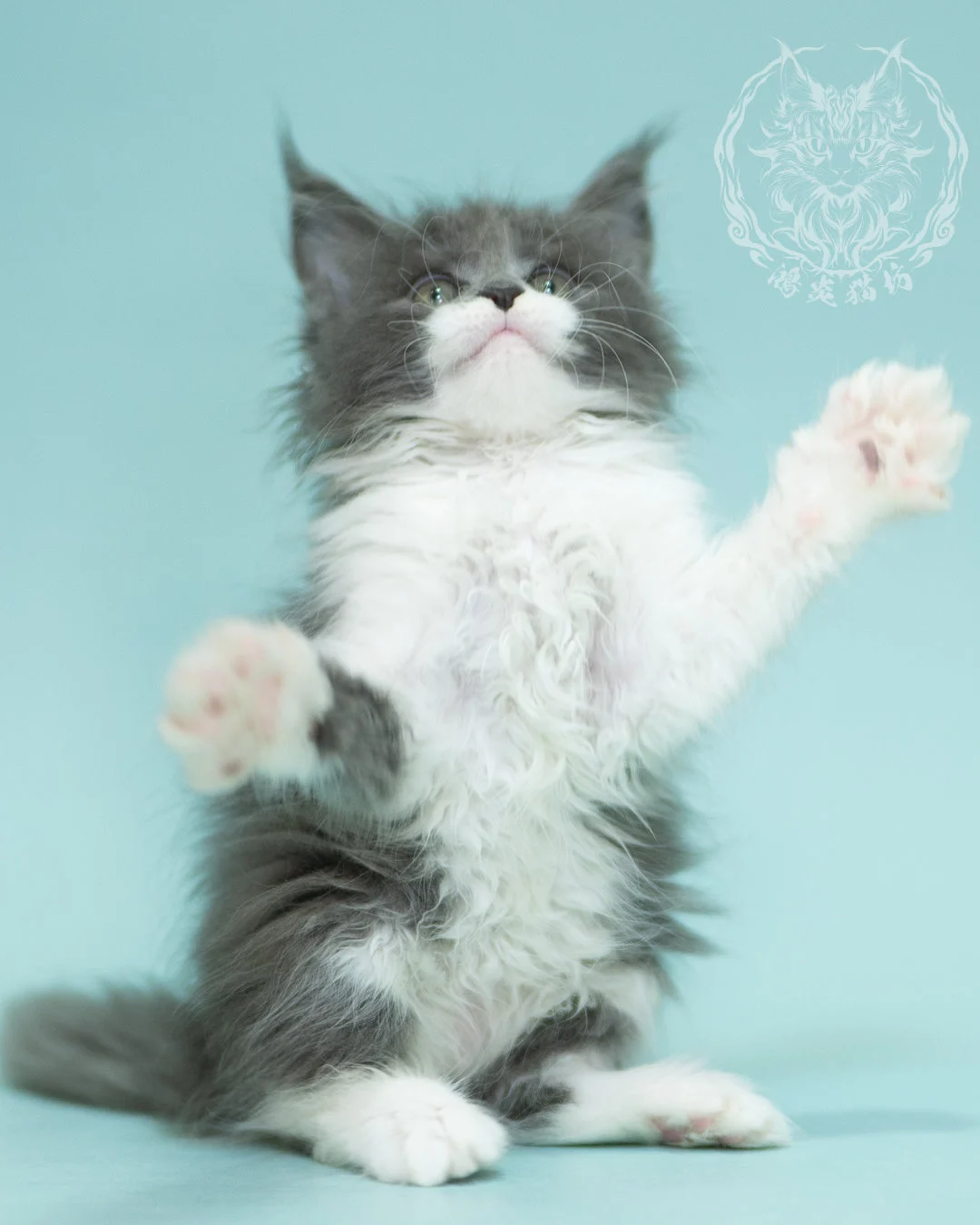 Blue White Bicolor Maine Coon 2months Sidepose 5