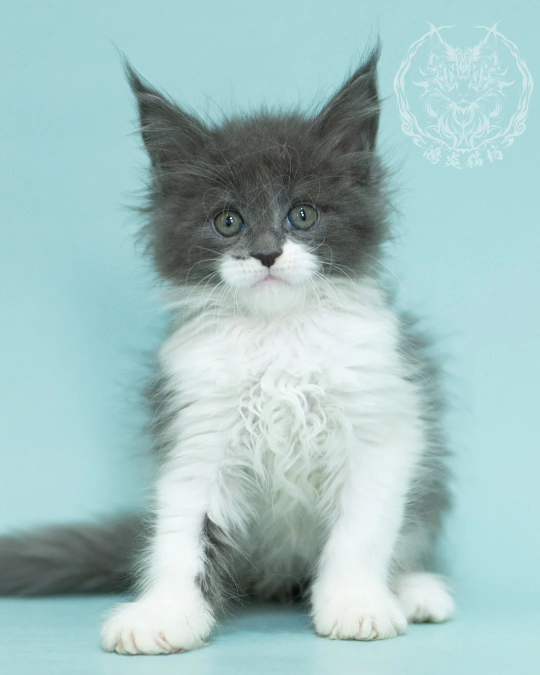 Blue White Bicolor Maine Coon 2months Sidepose 12