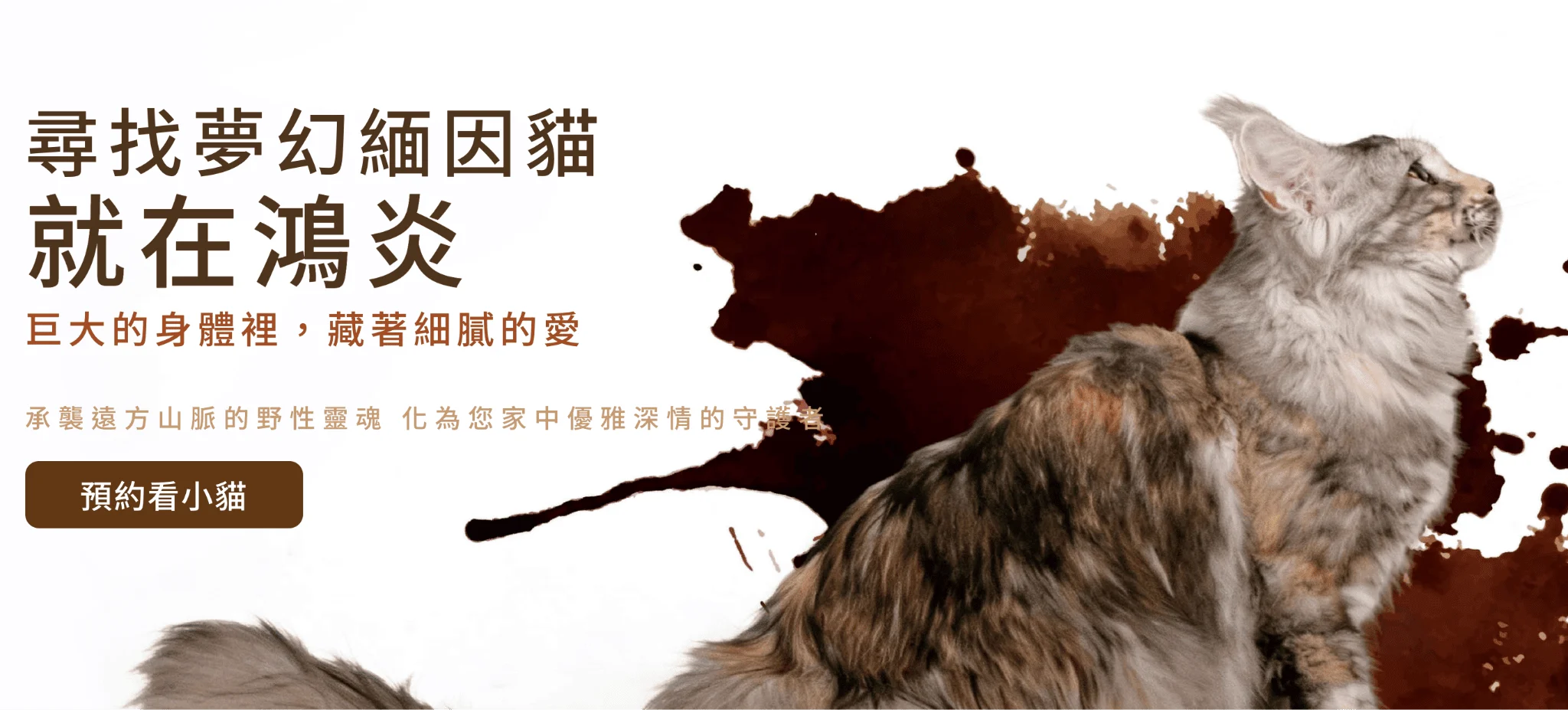 貓舍推薦鴻炎