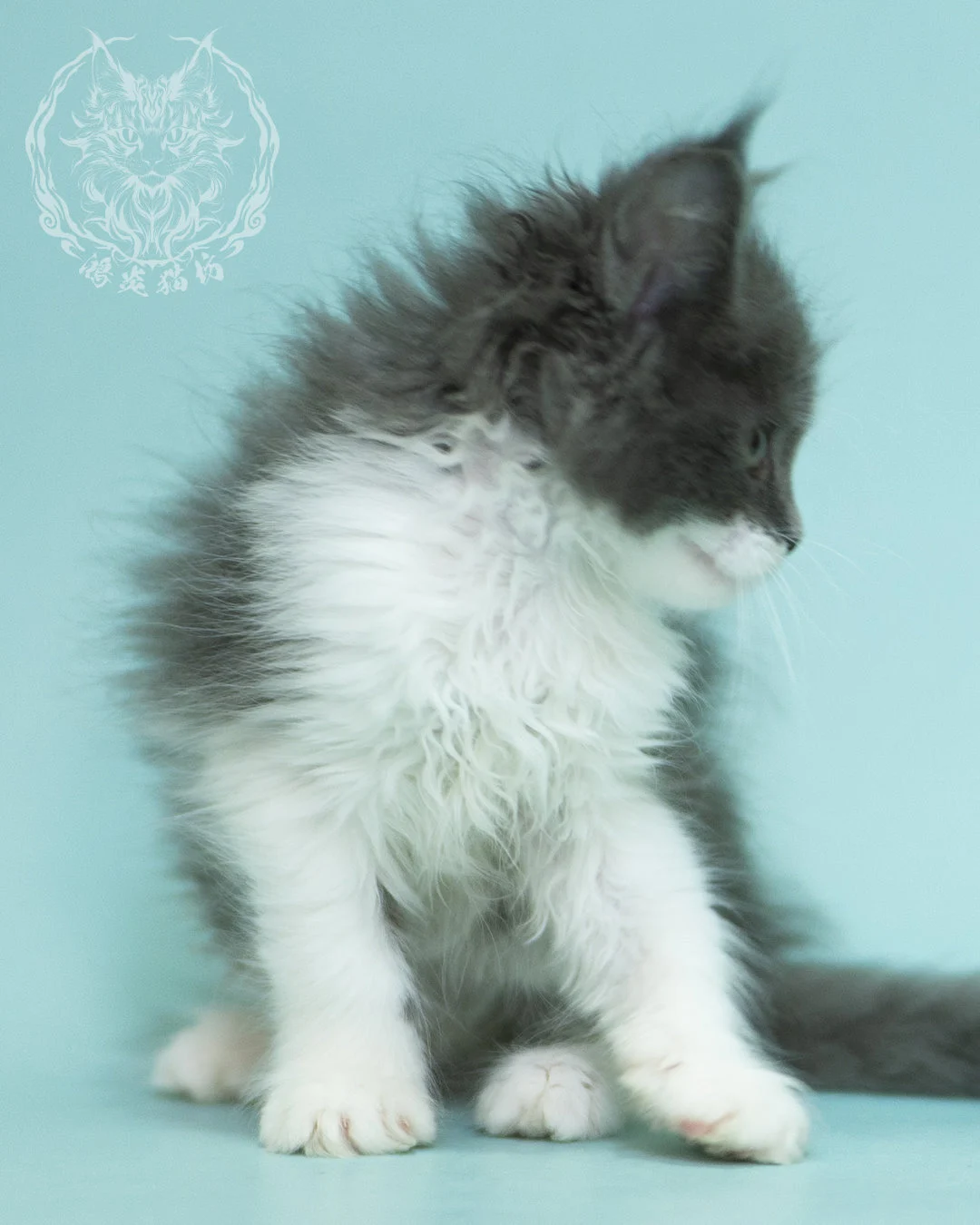 Blue White Bicolor Maine Coon 2months Sidepose 11