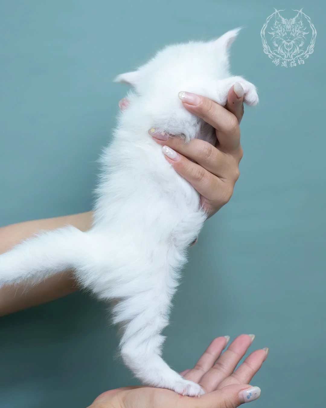 白色緬因貓 9