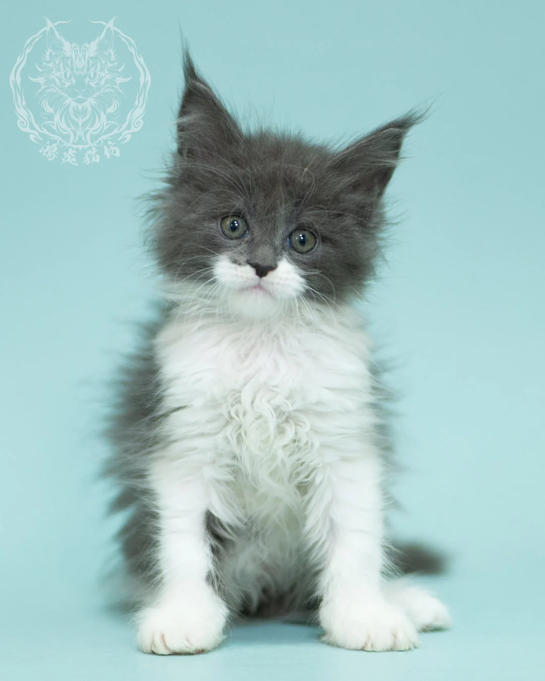 Blue White Bicolor Maine Coon 2months Sidepose 7