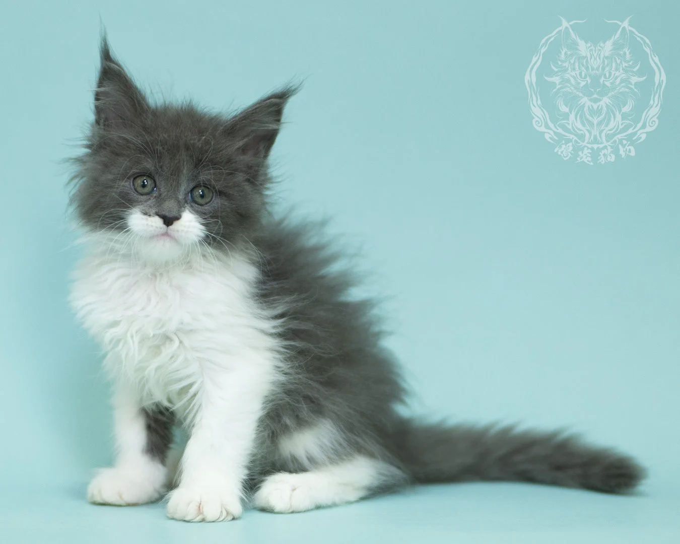 Blue White Bicolor Maine Coon 2months Sidepose 17