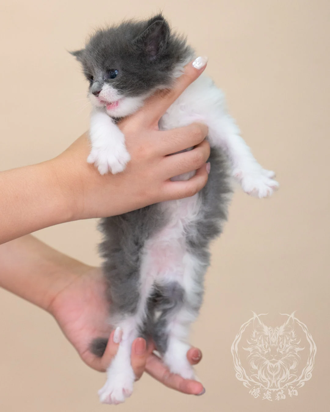 Blue White Bicolor Maine Coon Closeup 7