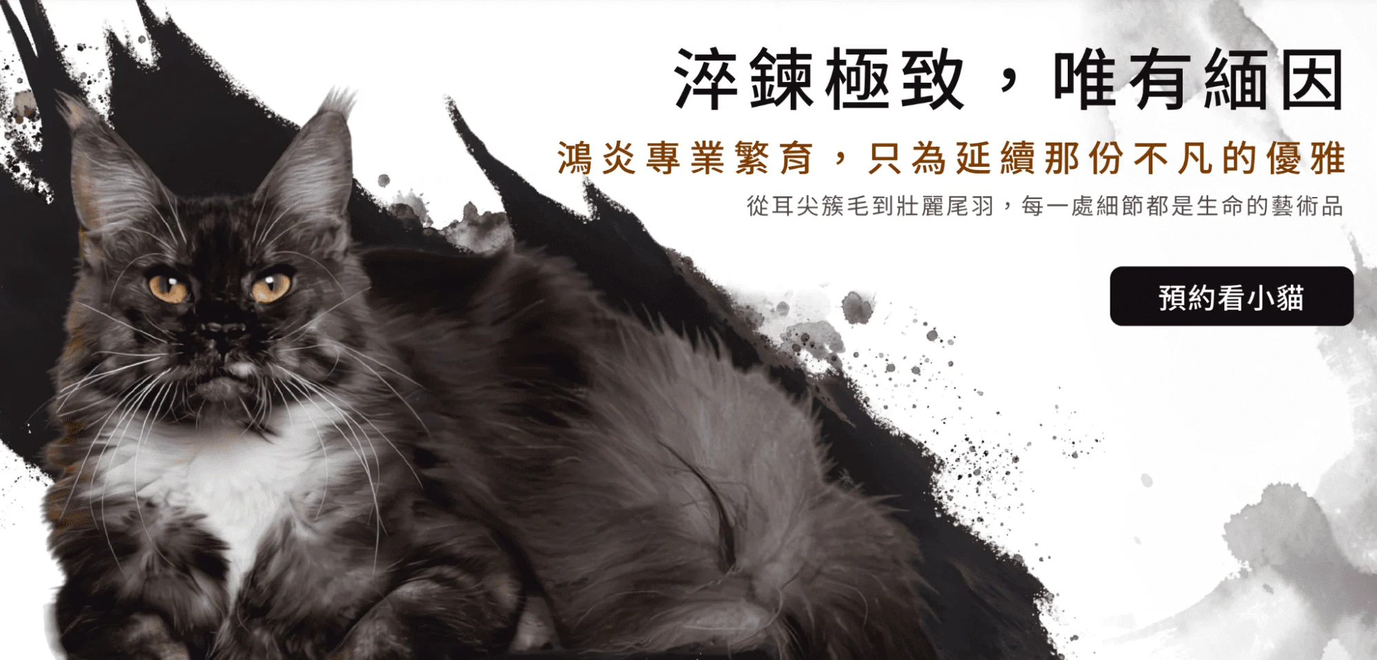 布偶貓貓舍推薦鴻炎貓舍