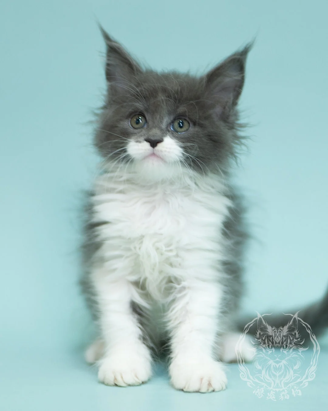 Blue White Bicolor Maine Coon 2months Sidepose 1