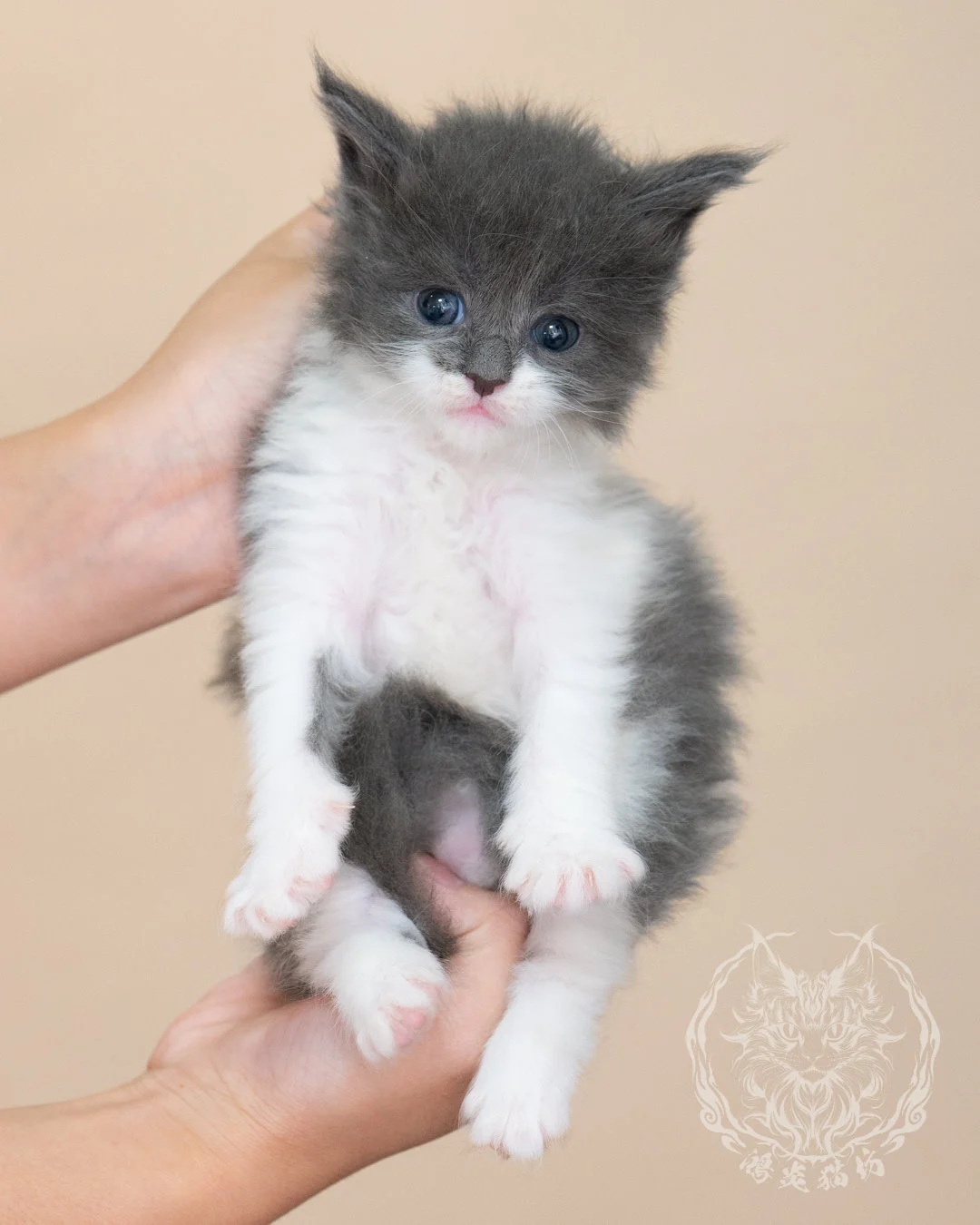 Blue White Bicolor Maine Coon Closeup 11