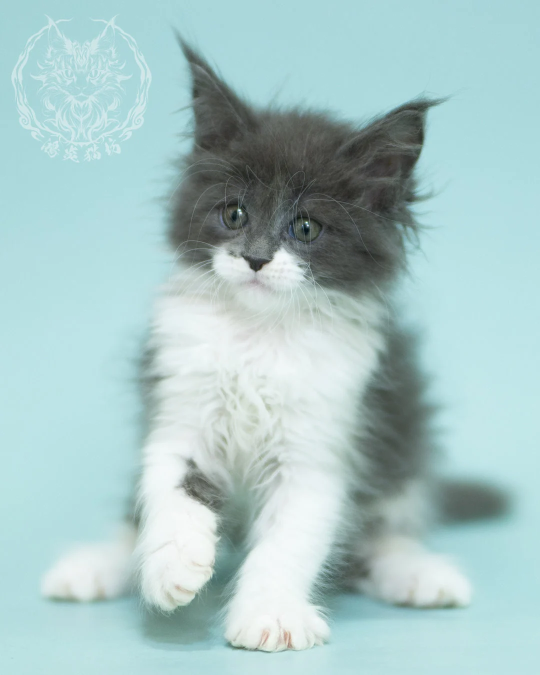 Blue White Bicolor Maine Coon 2months Sidepose 3