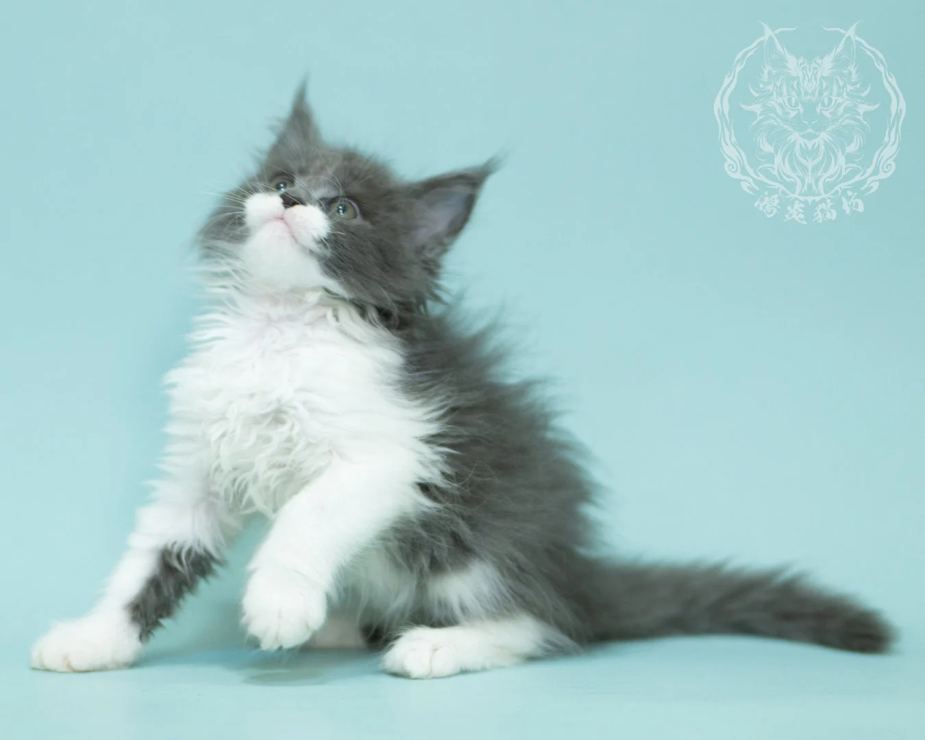 Blue White Bicolor Maine Coon 2months Sidepose 16