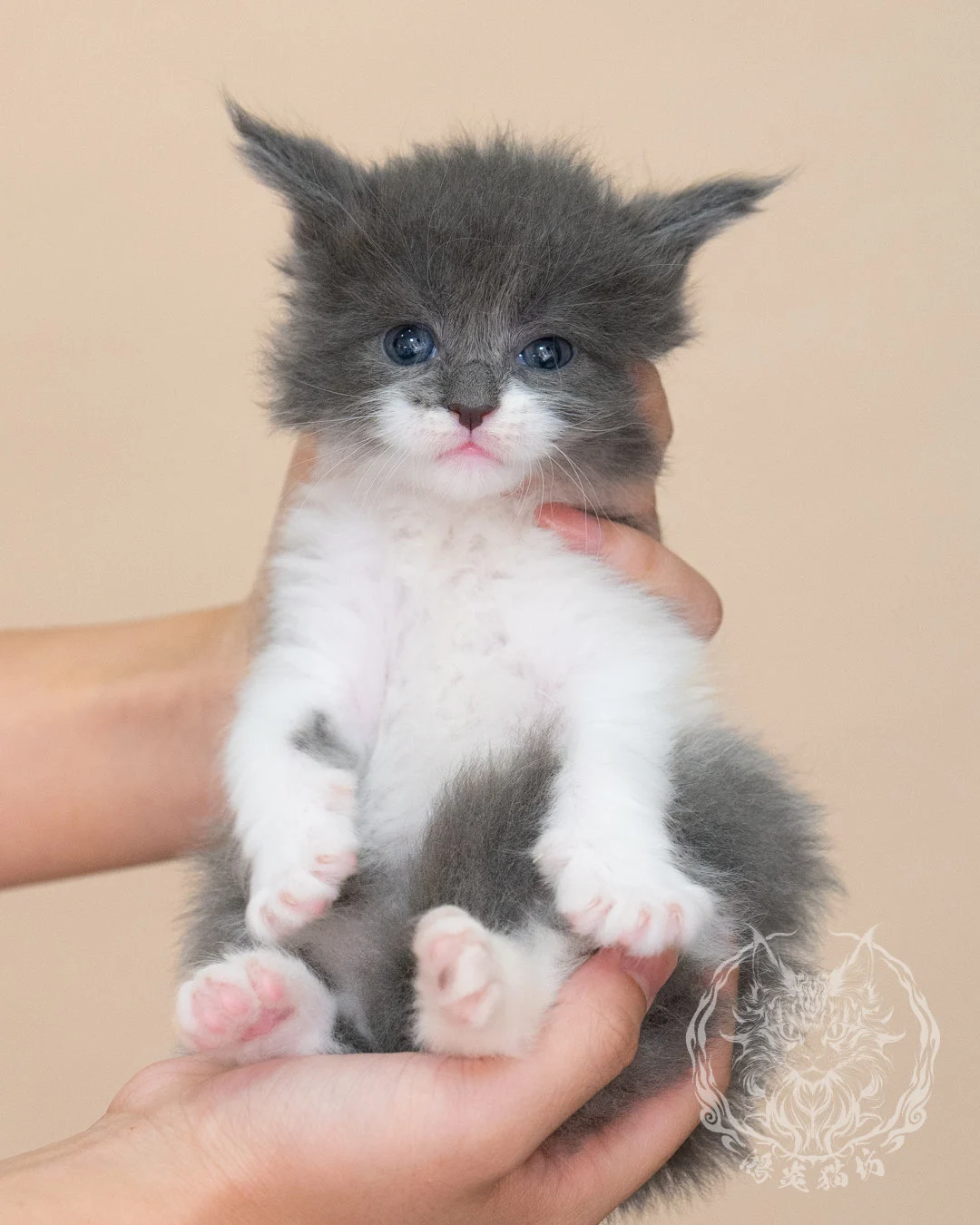 Blue White Bicolor Maine Coon Closeup 10
