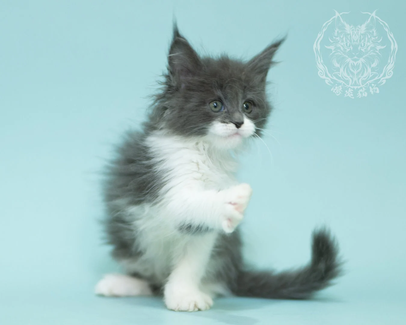 Blue White Bicolor Maine Coon 2months Sidepose 19