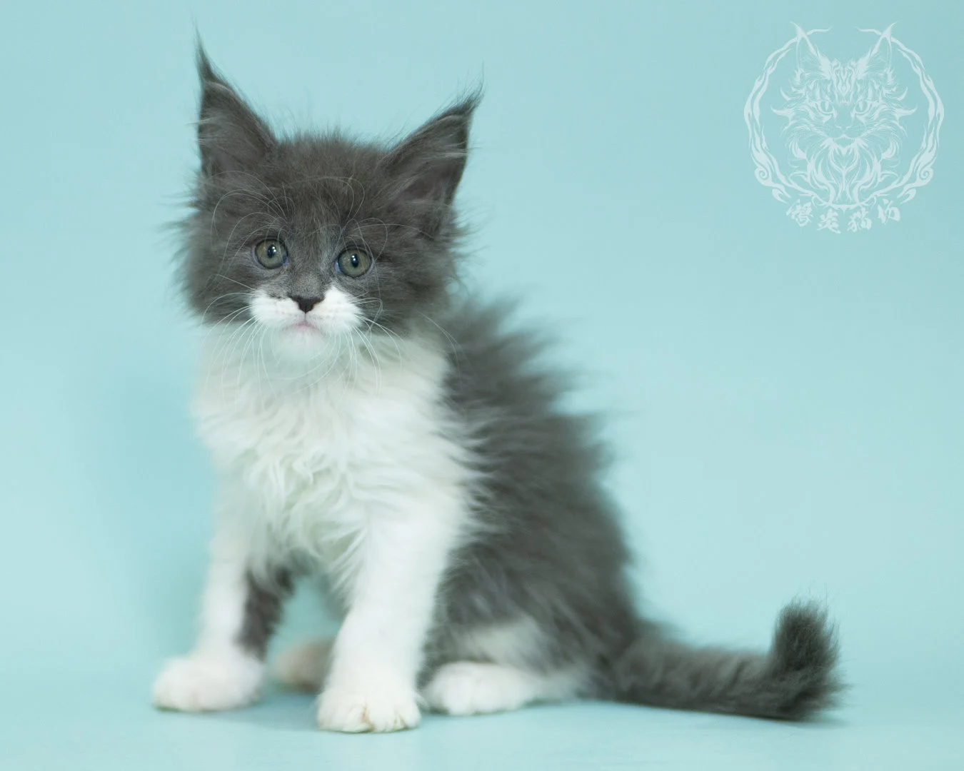 Blue White Bicolor Maine Coon 2months Sidepose 18