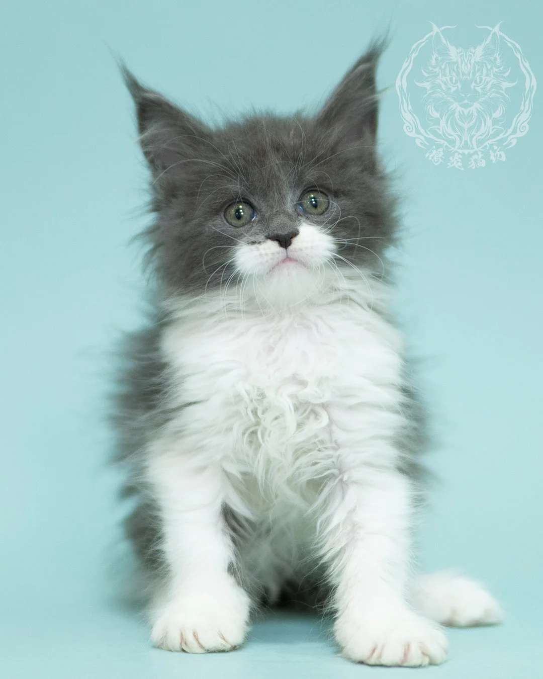 Blue White Bicolor Maine Coon 2months Sidepose 8