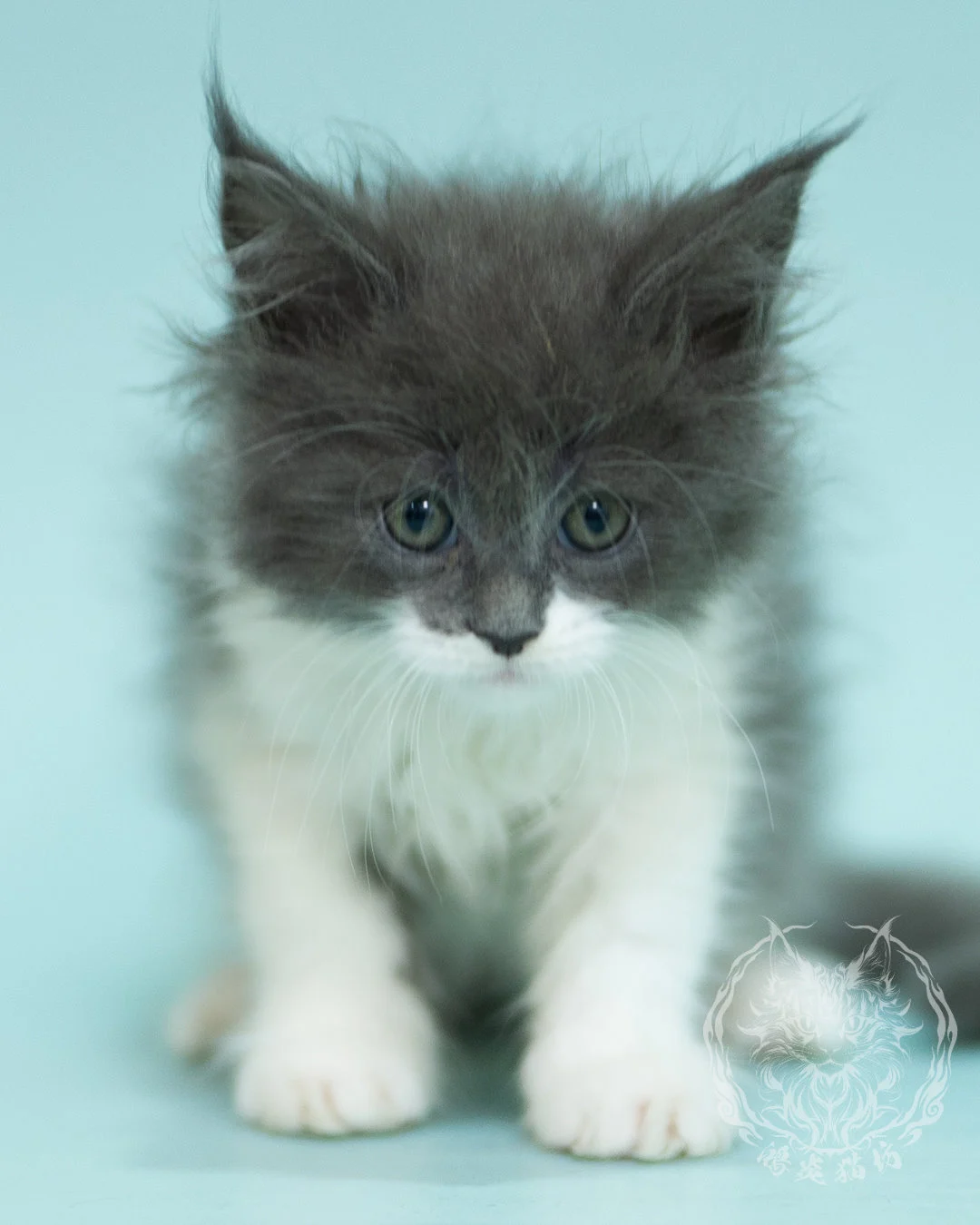 Blue White Bicolor Maine Coon 2months Sidepose 2