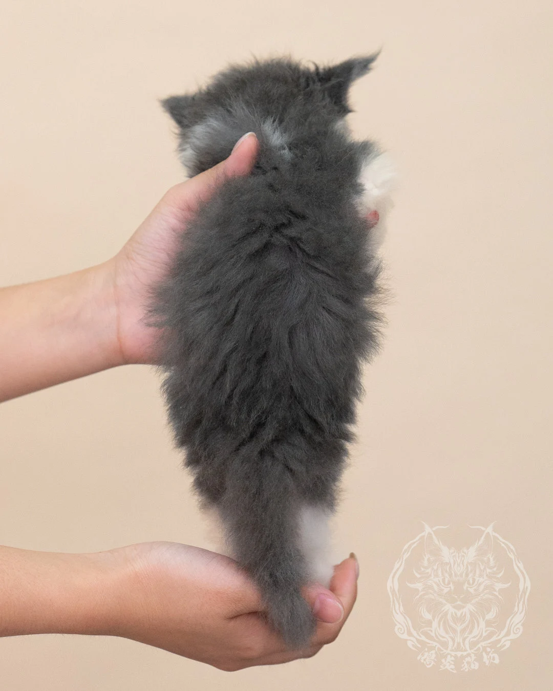 Blue White Bicolor Maine Coon Closeup 6