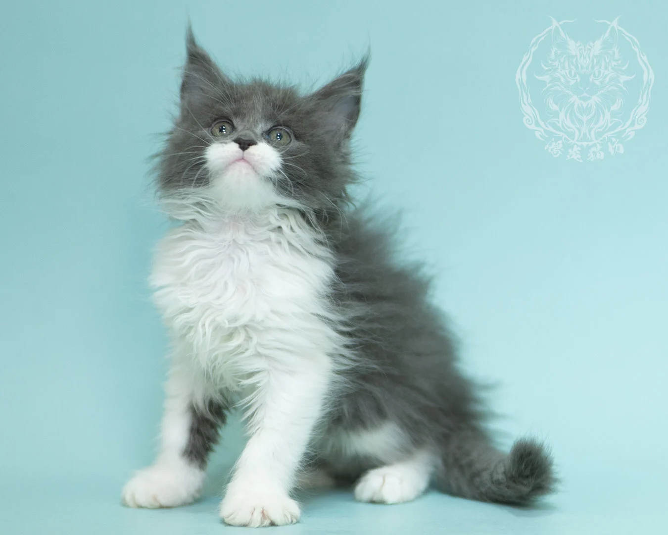 Blue White Bicolor Maine Coon 2months Sidepose 20