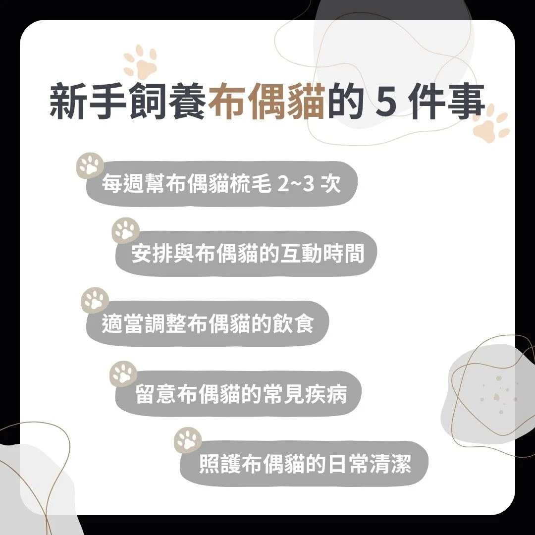 新手養布偶貓