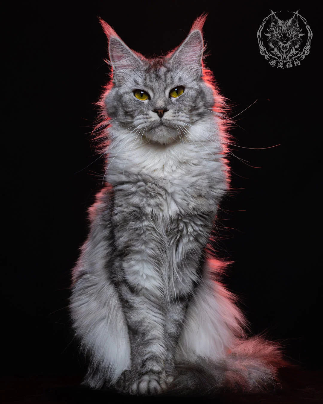 黑銀虎斑緬因貓 12