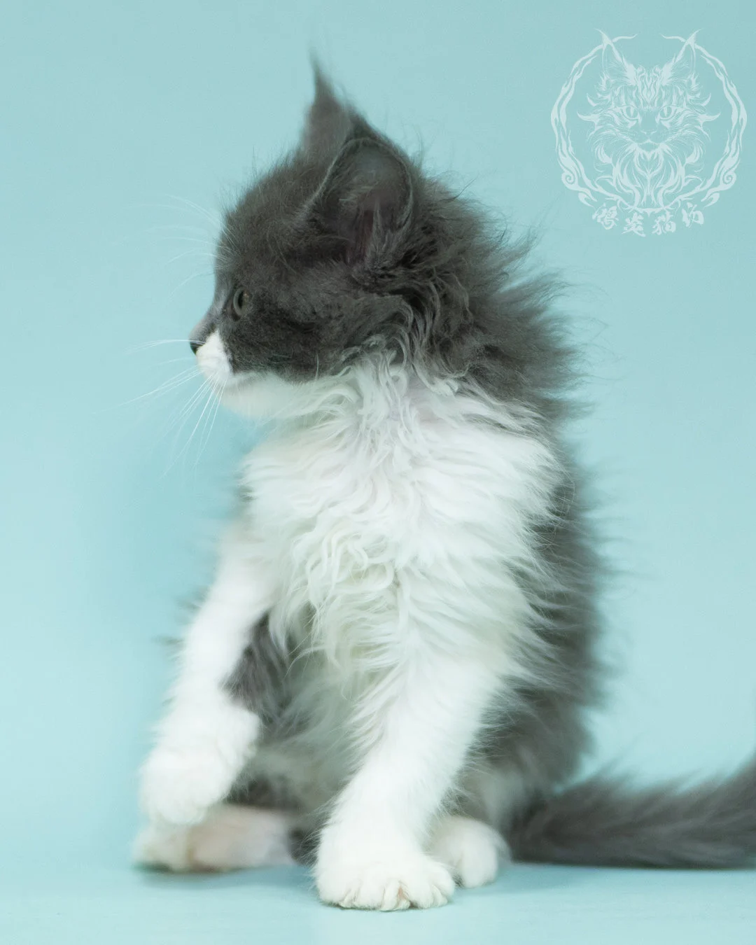 Blue White Bicolor Maine Coon 2months Sidepose 10