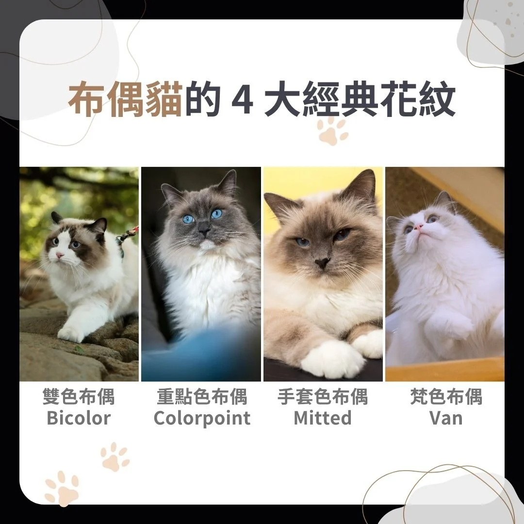 布偶貓花紋類型
