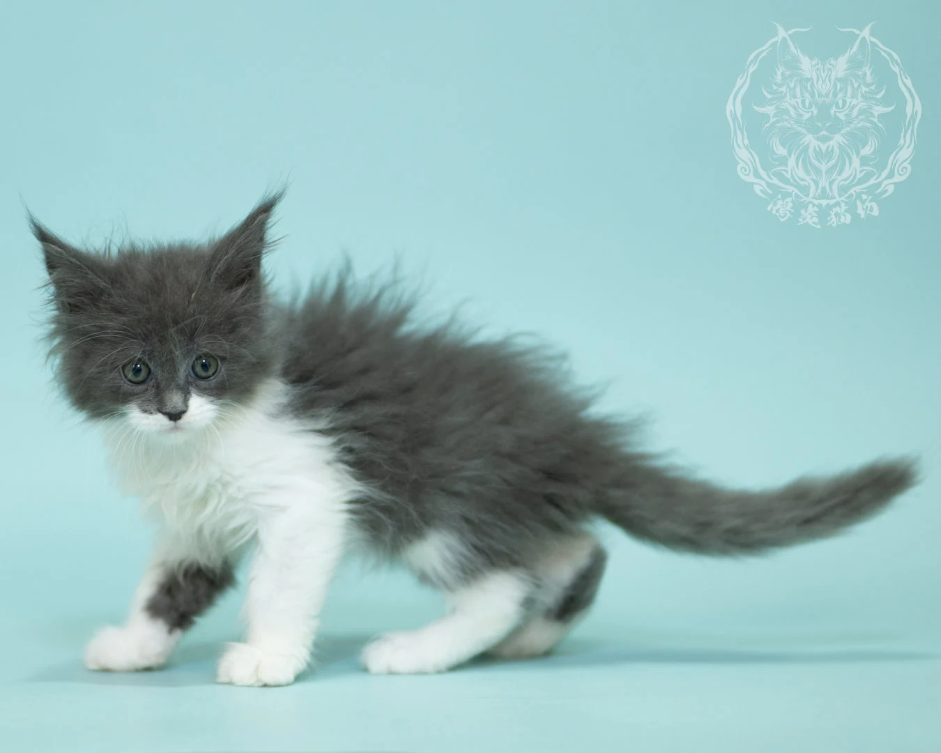 Blue White Bicolor Maine Coon 2months Sidepose 14